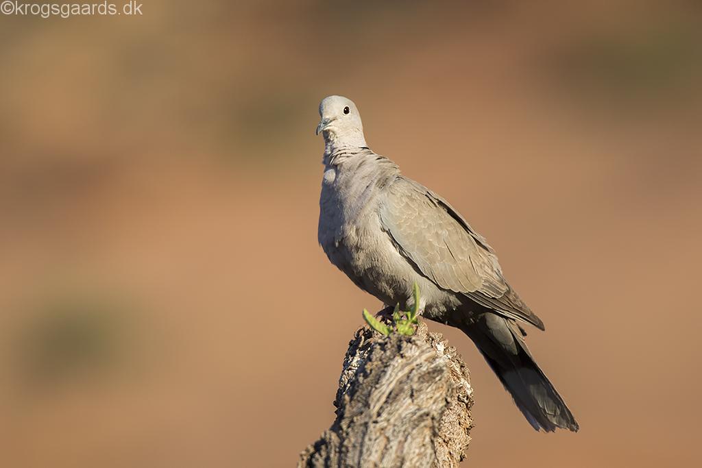 Eurasian Collared-Dove (en slags tyrkerdue)